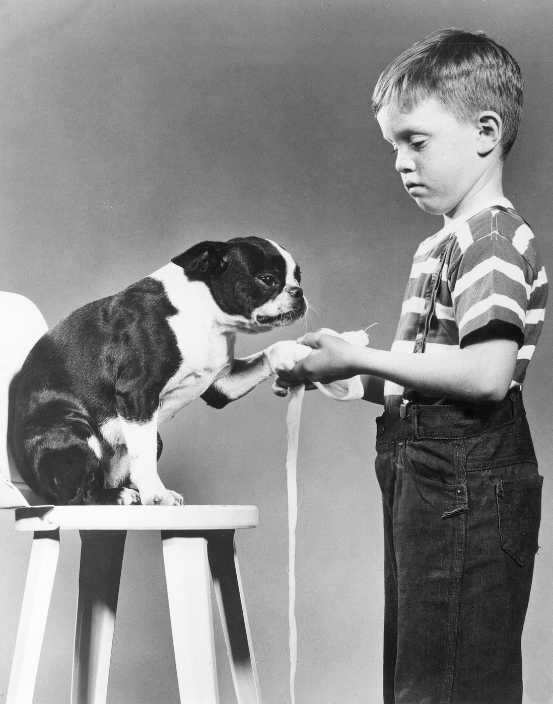 A boy bandaging a dog's paw<br>